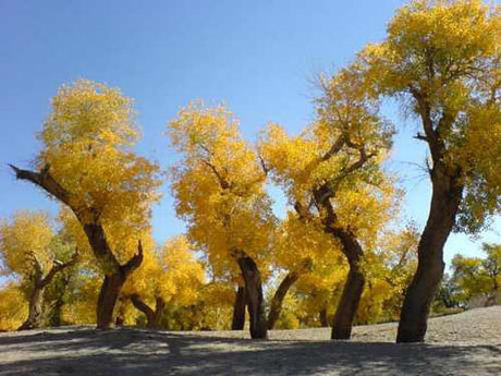 Yellow trees