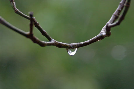 Dewdrop