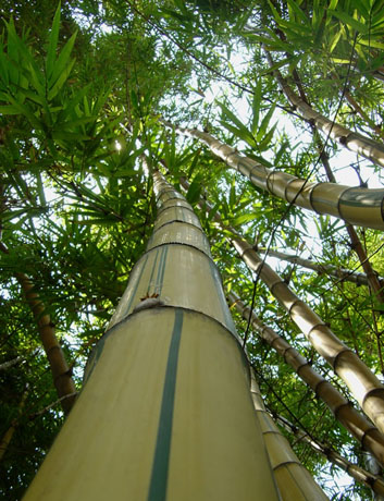 bamboo