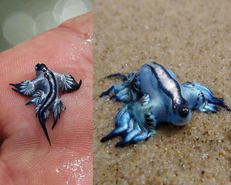 Meet a little blue dragon